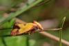 Agapeta zoegana